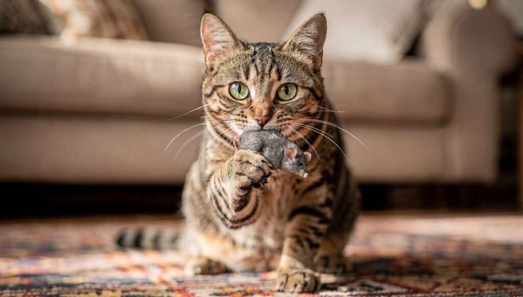 Kat brengt speeltje maar geeft het niet af? Ethologen verklaren de werkelijke betekenis