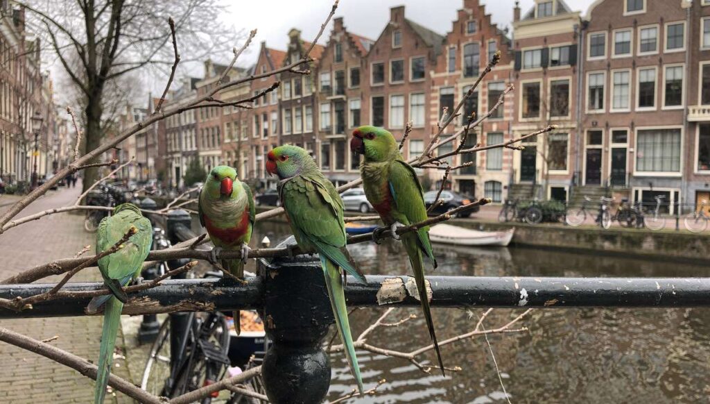 Halsbandparkieten in Nederland: hoe exotische vogels onze steden overnemen