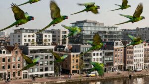 Naturalis meldt recordaantal halsbandparkieten in Nederlandse steden in 2026