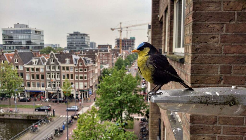 Wageningen-onderzoek: hoe verstedelijking het vogelbestand in Nederland verandert
