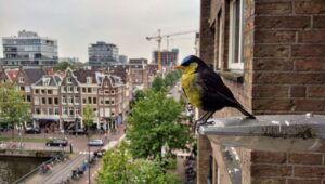 Wageningen-onderzoek: hoe verstedelijking het vogelbestand in Nederland verandert