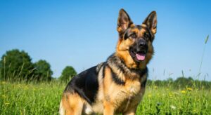 Duitse herder: nieuwe cijfers over levensverwachting in 2026 verrassen eigenaren