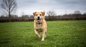 Tekenbeet bij je hond in maart? RIVM legt uit waarom dat in 2026 normaal is