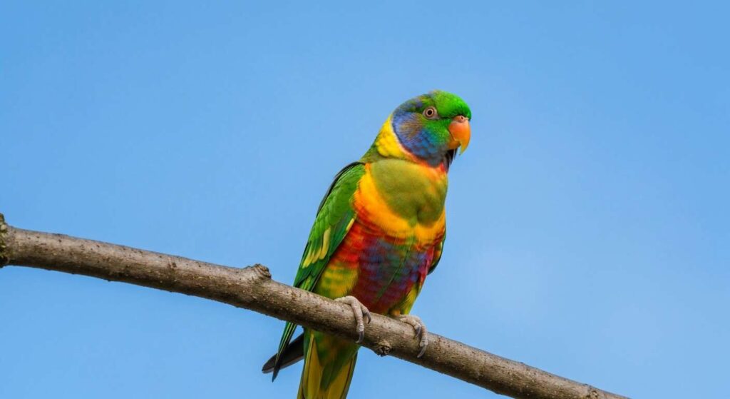 Halsbandparkieten in Amsterdam bereiken nieuw record in 2026, meldt Naturalis
